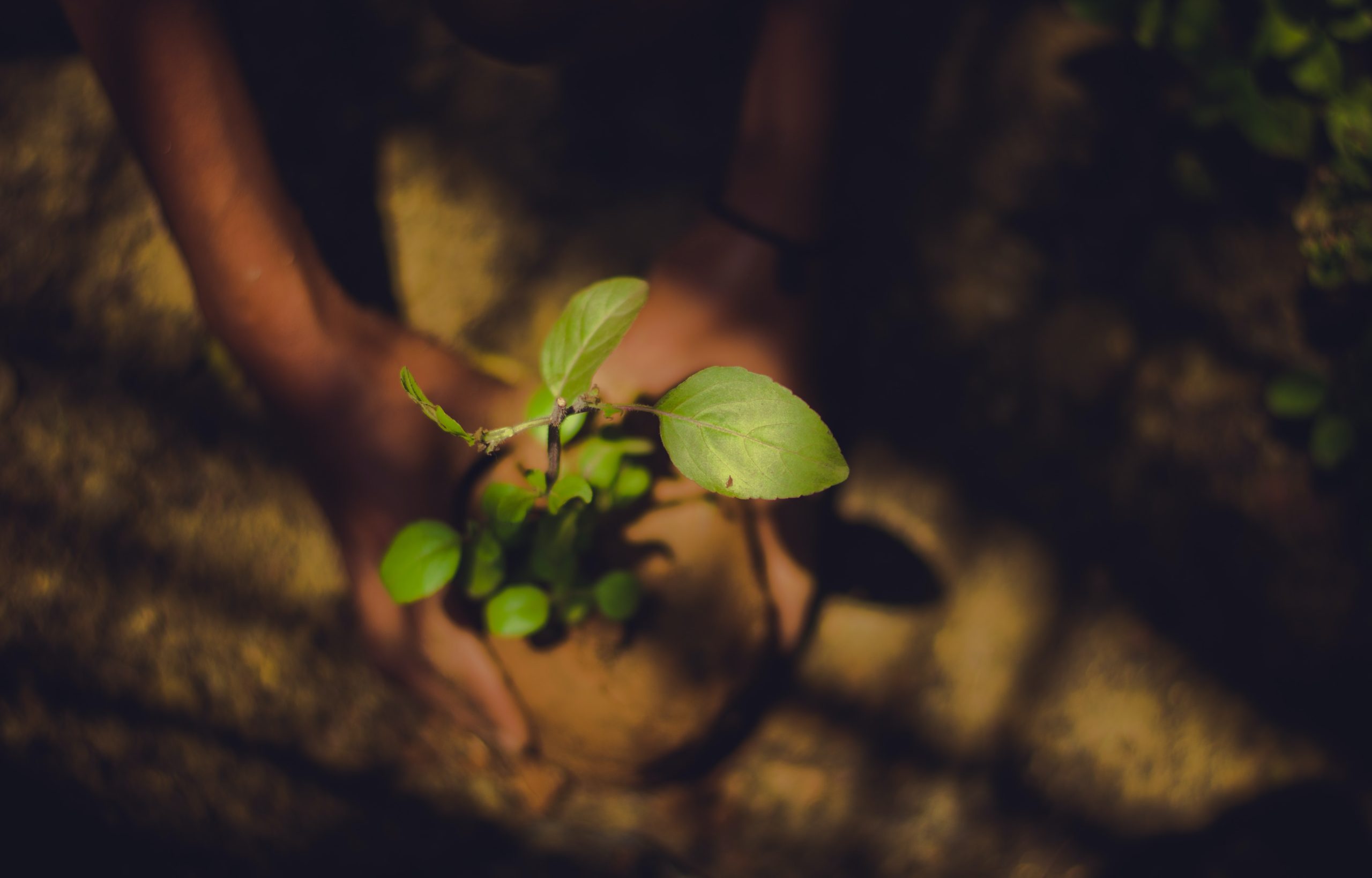 Planting tree - Firefly